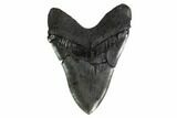 Fossil Megalodon Tooth - Massive Meg Tooth! #160421-2